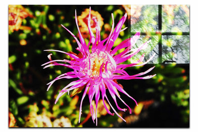 Fireworks in Bloom - Acrylic Print - Flowers & Plants Category