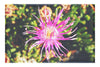 Fireworks in Bloom - Canvas Print - Flowers & Plants Category