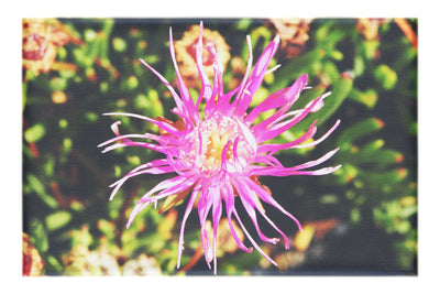 Fireworks in Bloom - Canvas Print - Flowers & Plants Category