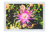 Fireworks in Bloom - Fine Art Print - Flowers & Plants Category