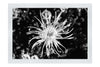 Fireworks in Bloom - Monochrome Fine Art Print - Flowers & Plants Category