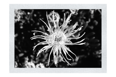 Fireworks in Bloom - Monochrome Fine Art Print - Flowers & Plants Category