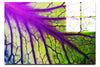 Violet Labyrinth - Acrylic Print - Flowers & Plants Category