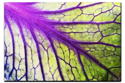 Violet Labyrinth - Acrylic Print - Flowers & Plants Category