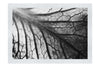 Leaf Luminescence - Monochrome Fine Art Print - Flowers & Plants Category