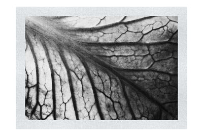 Leaf Luminescence - Monochrome Fine Art Print - Flowers & Plants Category