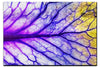 Veins of Violet - Acrylic Print - Flowers & Plants Category