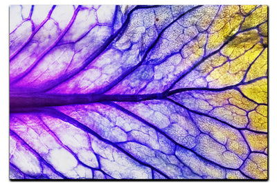 Veins of Violet - Acrylic Print - Flowers & Plants Category