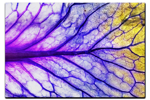 Veins of Violet - Acrylic Print - Flowers & Plants Category