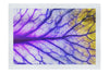 Veins of Violet - Fine Art Print - Flowers & Plants Category