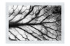 Veins of Violet - Monochrome Fine Art Print - Flowers & Plants Category