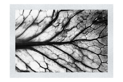 Veins of Violet - Monochrome Fine Art Print - Flowers & Plants Category