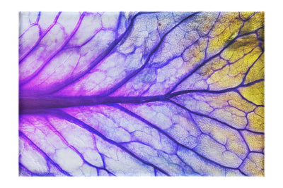 Veins of Violet - Canvas Print - Flowers & Plants Category