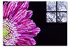 Radiant Petals - Acrylic Print - Flowers & Plants Category
