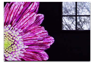Radiant Petals - Acrylic Print - Flowers & Plants Category