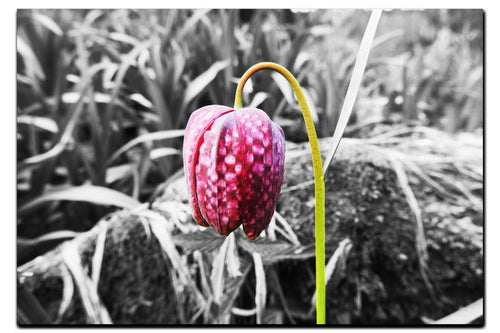 The Last Dance: Fritillaria - Acrylic Print - Flowers & Plants Category