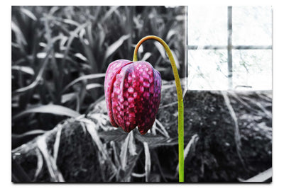 The Last Dance: Fritillaria - Acrylic Print - Flowers & Plants Category