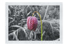The Last Dance: Fritillaria - Fine Art Print - Flowers & Plants Category