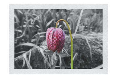 The Last Dance: Fritillaria - Fine Art Print - Flowers & Plants Category