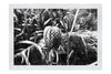 The Last Dance: Fritillaria - Monochrome Fine Art Print - Flowers & Plants Category