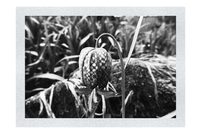 The Last Dance: Fritillaria - Monochrome Fine Art Print - Flowers & Plants Category