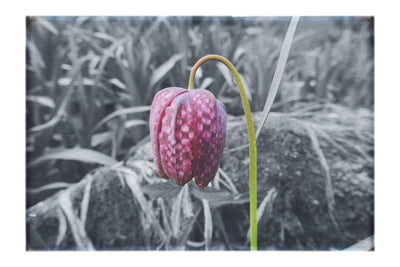 The Last Dance: Fritillaria - Canvas Print - Flowers & Plants Category