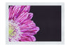 Radiant Petals - Fine Art Print - Flowers & Plants Category