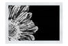 Radiant Petals - Monochrome Fine Art Print - Flowers & Plants Category