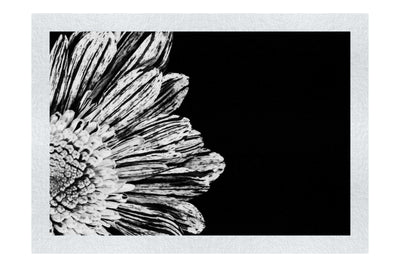 Radiant Petals - Monochrome Fine Art Print - Flowers & Plants Category