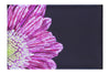 Radiant Petals - Canvas Print - Flowers & Plants Category