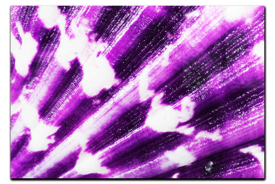 Cerise Calico Shell Enhanced - Acrylic Print - Aquatic Art Category