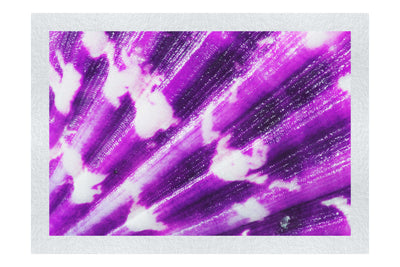 Cerise Calico Shell Enhanced - Fine Art Print - Aquatic Art Category