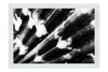Cerise Calico Shell Enhanced - Monochrome Fine Art Print - Aquatic Art Category