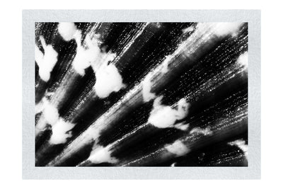 Cerise Calico Shell Enhanced - Monochrome Fine Art Print - Aquatic Art Category