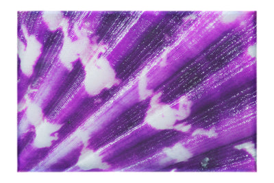 Cerise Calico Shell Enhanced - Canvas Print - Aquatic Art Category