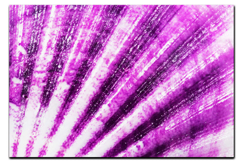 Mardi Gras Calico Shell - Acrylic Print - Aquatic Art Category