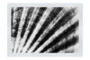Mardi Gras Calico Shell - Monochrome Fine Art Print - Aquatic Art Category