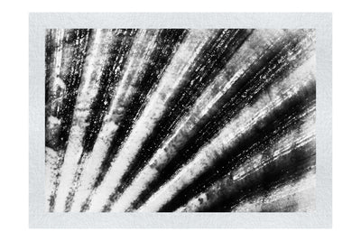 Mardi Gras Calico Shell - Monochrome Fine Art Print - Aquatic Art Category