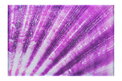 Mardi Gras Calico Shell - Canvas Print - Aquatic Art Category