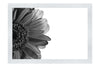 Red Petal Flower - Monochrome Fine Art Print - Flowers & Plants Category