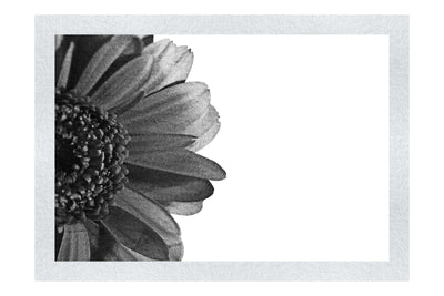 Red Petal Flower - Monochrome Fine Art Print - Flowers & Plants Category