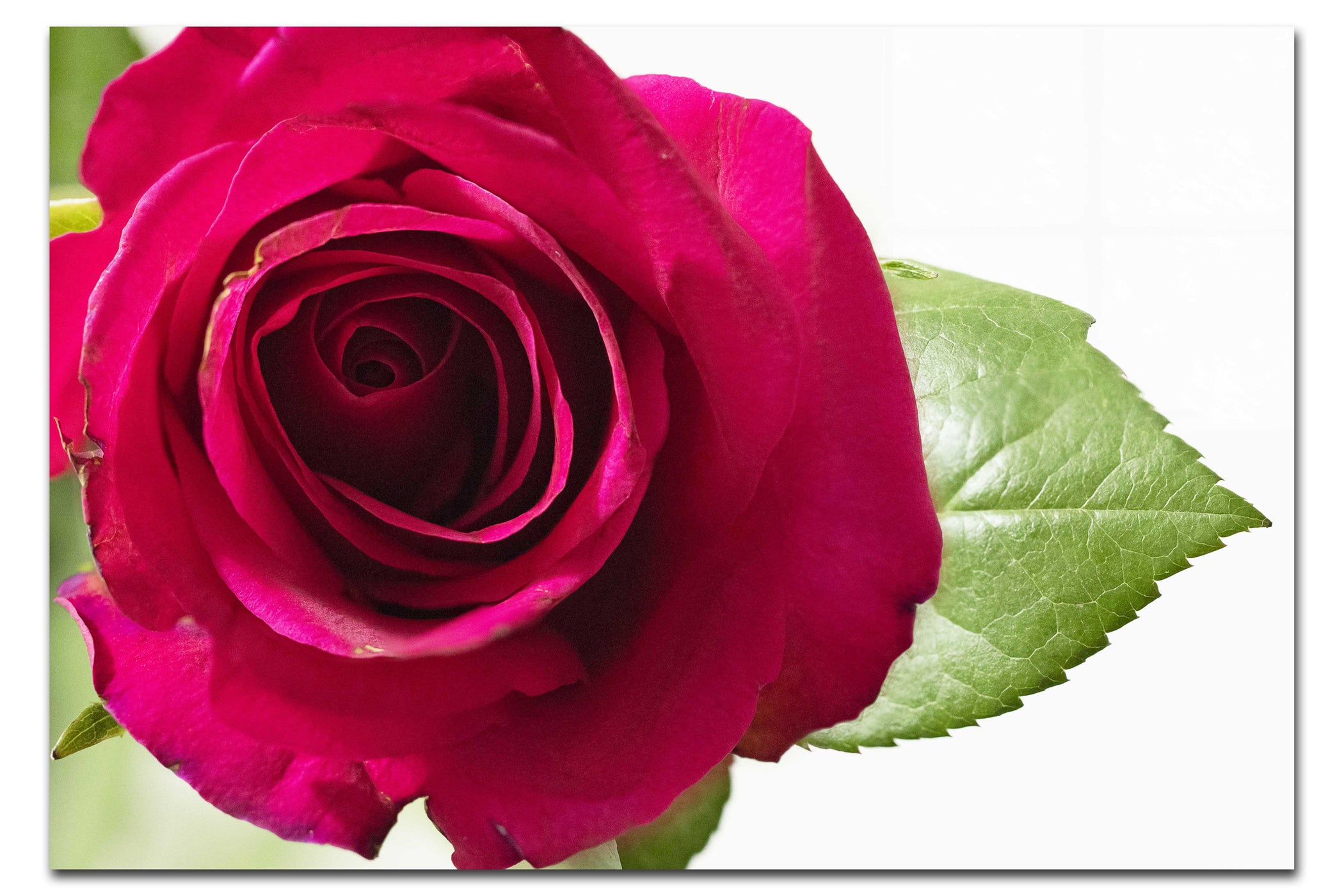 Red Rose - Acrylic Print - Flowers & Plants Category - Flowers & Plants Category