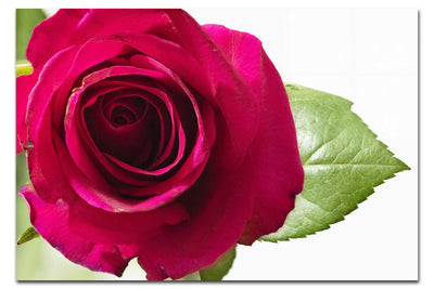 Red Rose - Acrylic Print - Flowers & Plants Category - Flowers & Plants Category