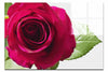 Red Rose - Acrylic Print - Flowers & Plants Category - Flowers & Plants Category