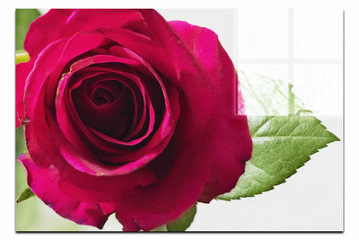 Red Rose - Acrylic Print - Flowers & Plants Category - Flowers & Plants Category