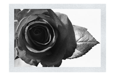 Red Rose - Monochrome Fine Art Print - Flowers & Plants Category