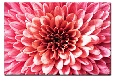 Pink Chrysanthemum - Acrylic Print - Abstract Category