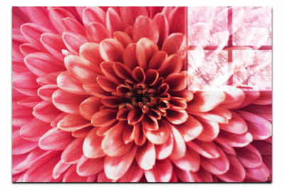 Pink Chrysanthemum - Acrylic Print - Abstract Category