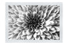 Pink Chrysanthemum - Monochrome Fine Art Print - Abstract Category