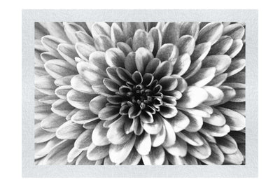 Pink Chrysanthemum - Monochrome Fine Art Print - Abstract Category